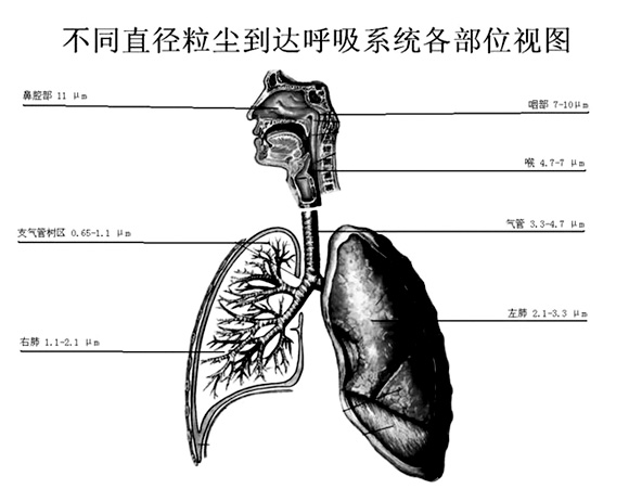 橄欖石、直閃石、透閃石以及二氧化硅顆粒中會(huì )造成胸膜瘤。