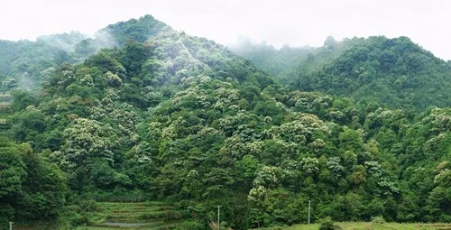 龍巖地區 高嶺土 煤矸石 福建省