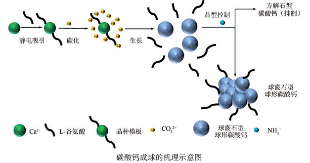 超重力反應結晶碳化法制備球形碳酸鈣